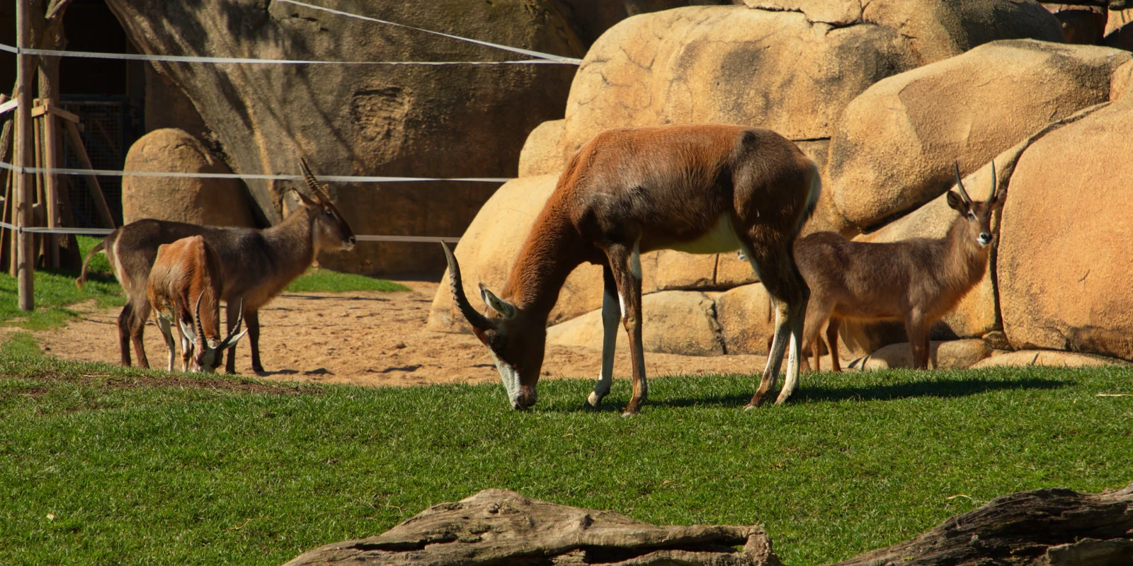 Bioparc Valencia, la regla que decide si te compensa