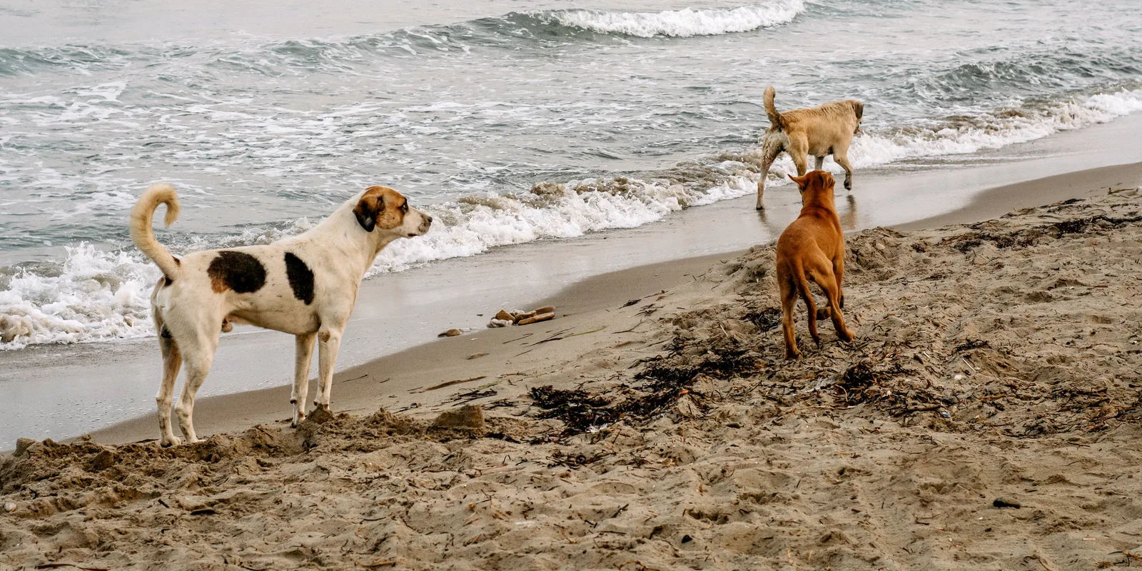 Playa para perros en Valencia, la Playa-Can de Pinedo